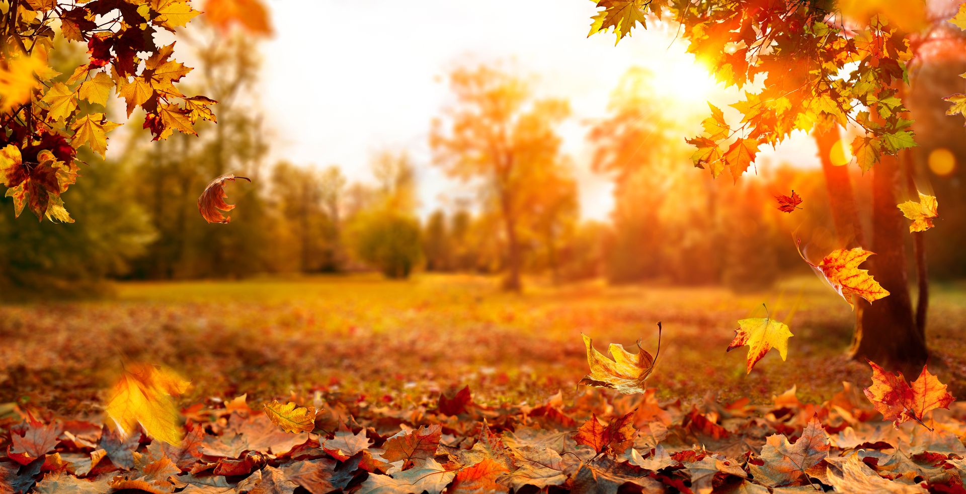 Herbst im Wald mit gelben und braunen Blättern